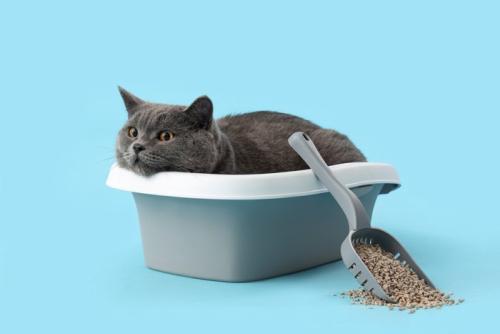 トイレの中で縁に顎を乗せる猫
