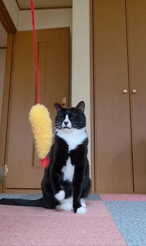 空振りする猫