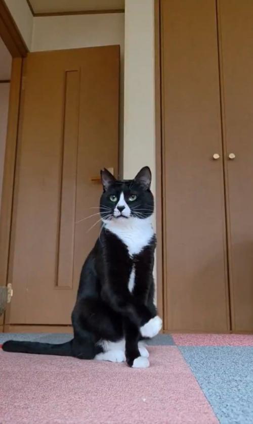 真剣な猫