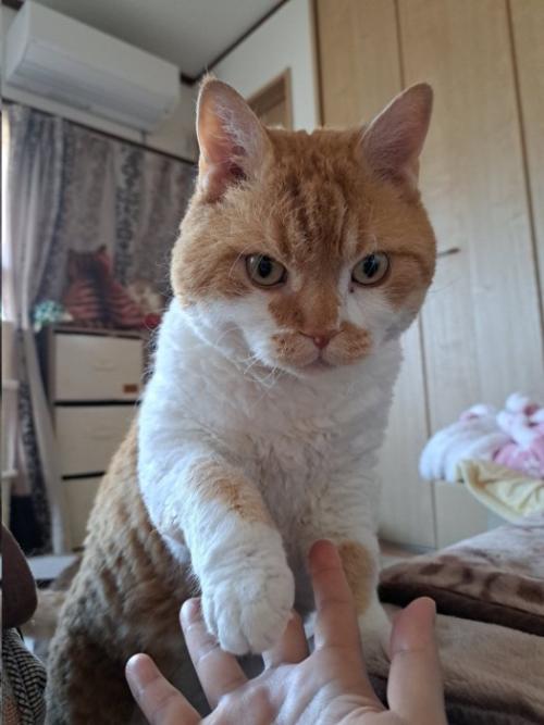 飼い主の手に自分の手を置く猫