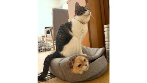 室内にいる猫