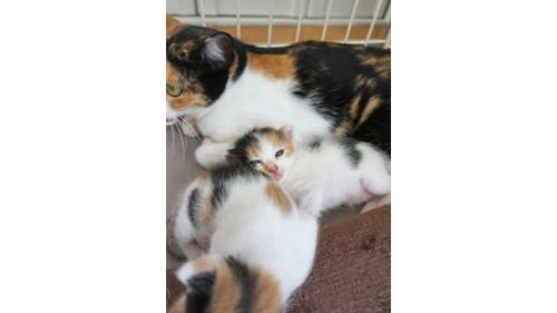 室内にいる猫