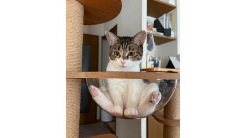 室内にいる猫