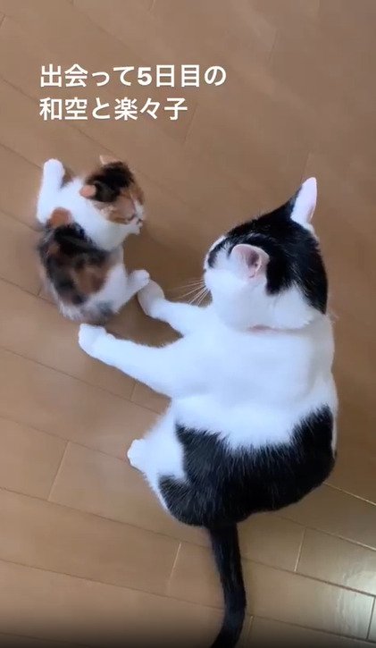 見合う2匹の猫