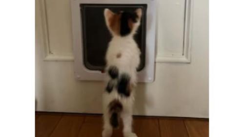 ドア前の猫