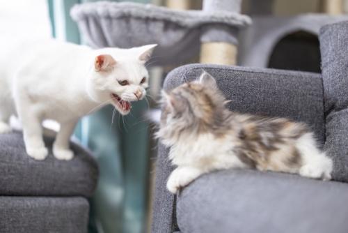 新入り猫を威嚇する先住猫