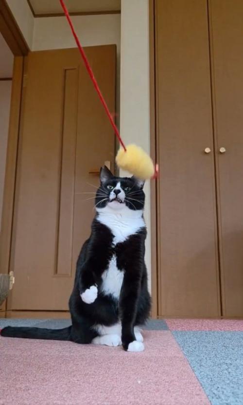 怒る猫