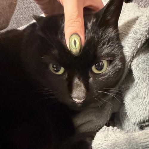 ネイルをした飼い主の指を額に乗せられた猫