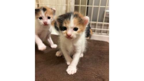 子猫たち