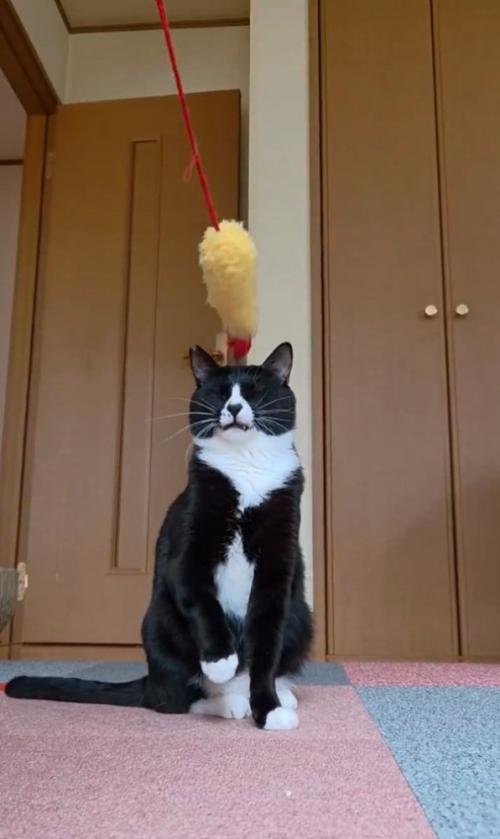 パンチする猫