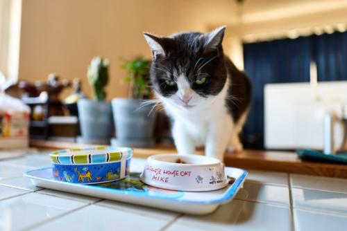 ごはんをじっと見つめる猫
