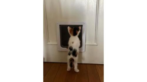 ドア前の猫