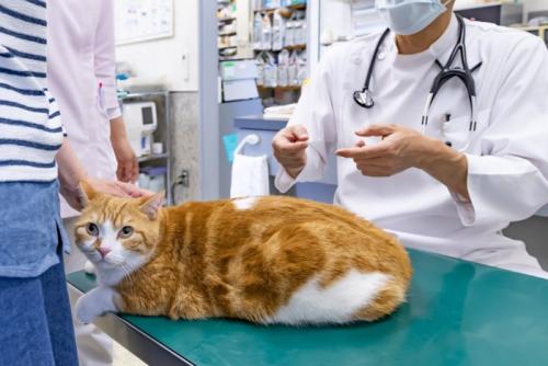 獣医師の診察を受ける猫