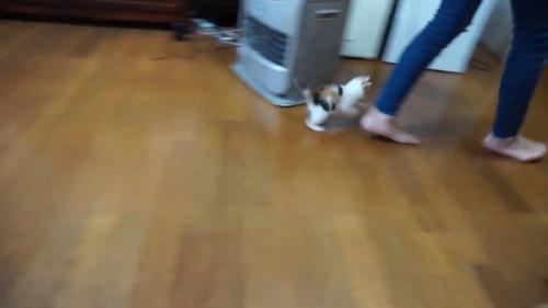 人のあとをついていく子猫