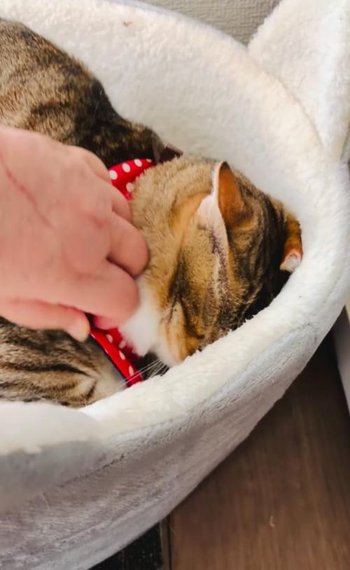 顔を隠す猫