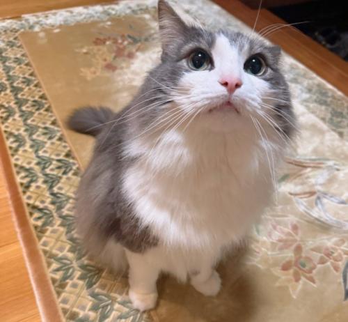 見上げる猫
