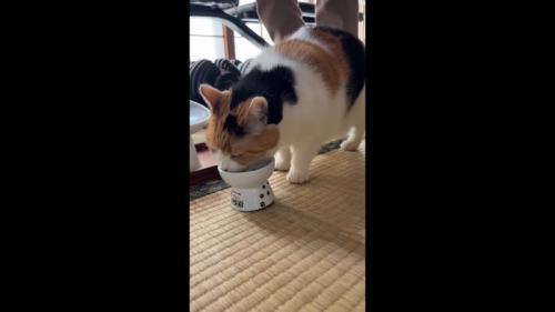 食べる姿