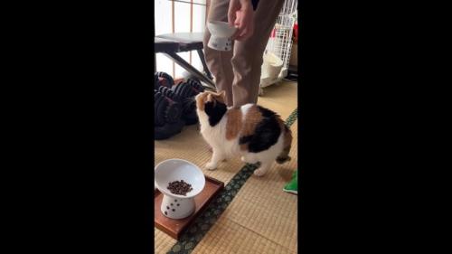 お皿を運び中
