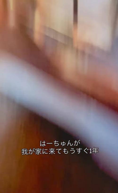 猫パンチ
