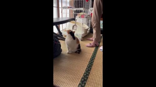 見上げる姿