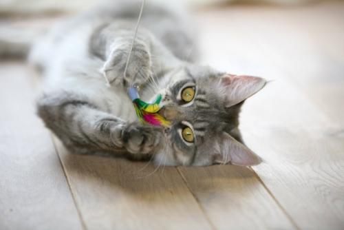 猫じゃらしで遊ぶ猫