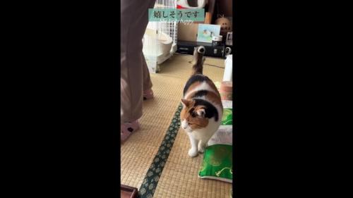 嬉しそうです