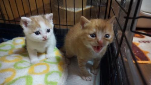 2匹の子猫