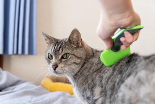 ペットのブラッシング サバトラ猫