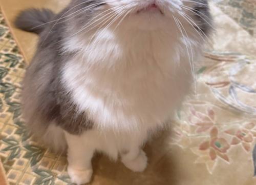 猫の胴体