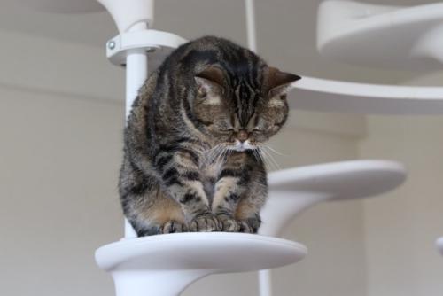 うなだれる猫