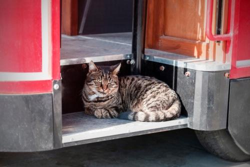 バスのステップでくつろぐ猫