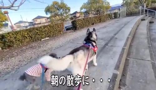 散歩をするハスキーとトイプードル