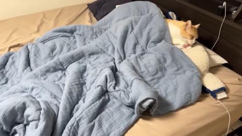 毛づくろい