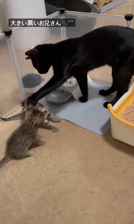 黒猫と2匹の子猫