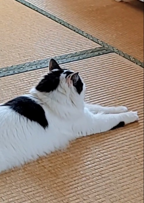 畳で振り向く猫