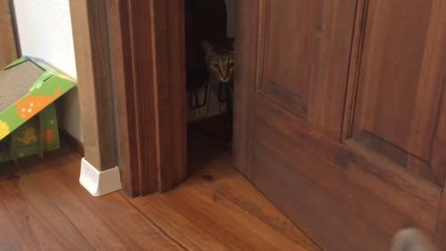 扉の隙間から