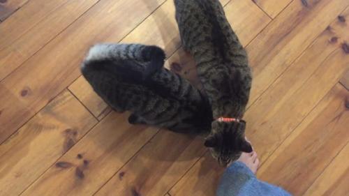 足に集まって
