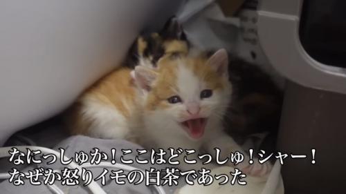 シャーする猫の写真