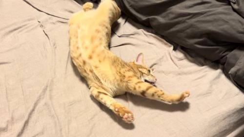 のび〜