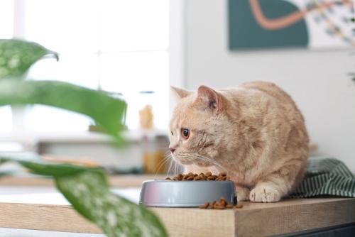 ご飯を食べる猫