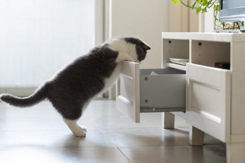 引き出しに頭をつっこむ猫