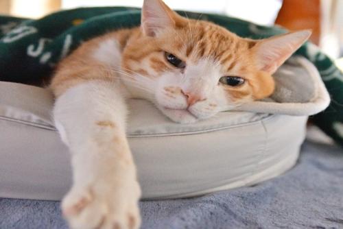 ベッドでくつろぐ猫