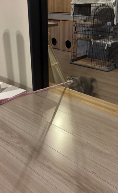 猫じゃらしを持っている猫