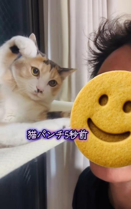 弟に向かって手を振り上げる三毛猫