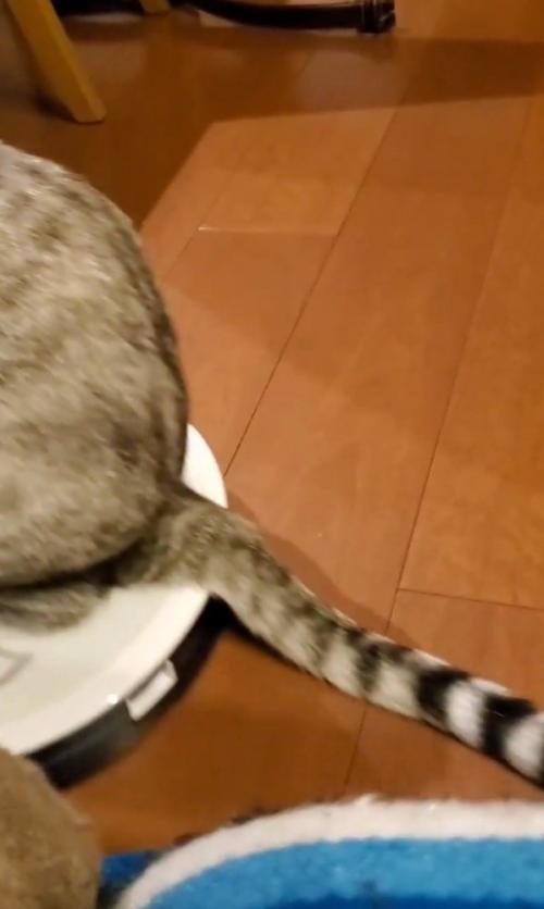 猫のしっぽ
