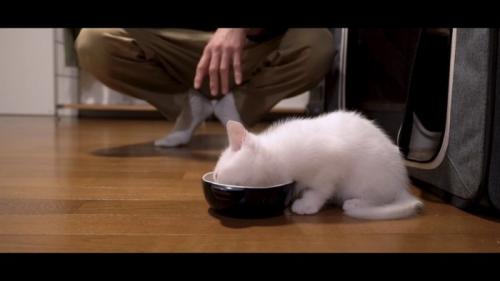 ミルクを飲む子猫