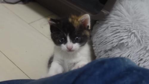 カメラ目線の子猫の写真