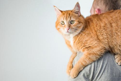 人の背中に乗る茶トラ猫