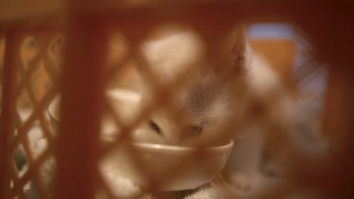 ミルクを飲む子猫