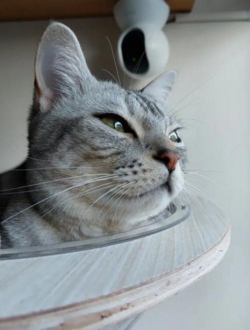 猫横顔